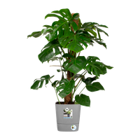 greensense aqua care carré 30cm ciment clair